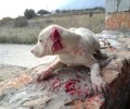 Κτηνίατροι στην Καβάλα κάνουν παράνομες επεμβάσεις σε ζώα συντροφιάς